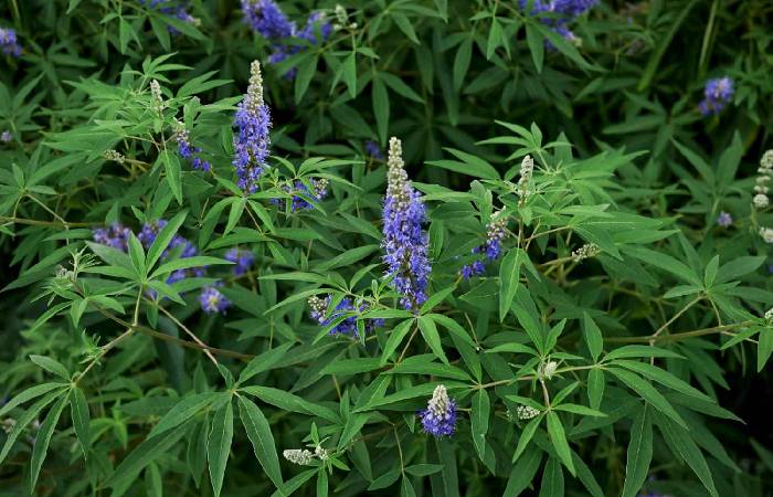 Vitex Write For Us