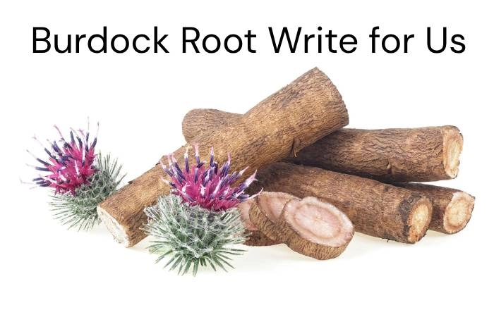Burdock Root Write for Us