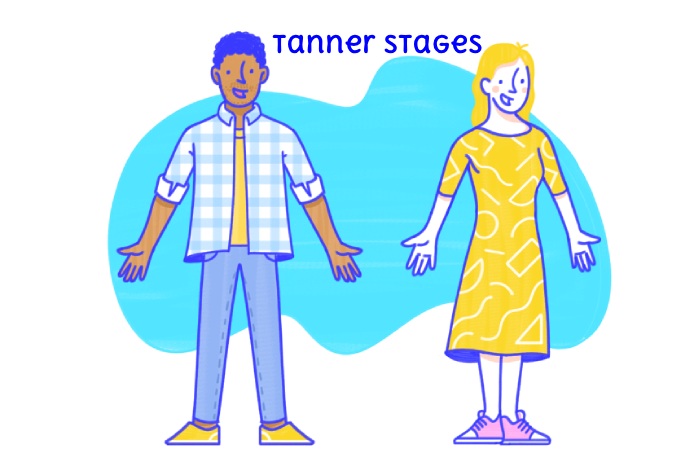 Tanner Stages