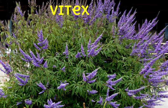 Vitex