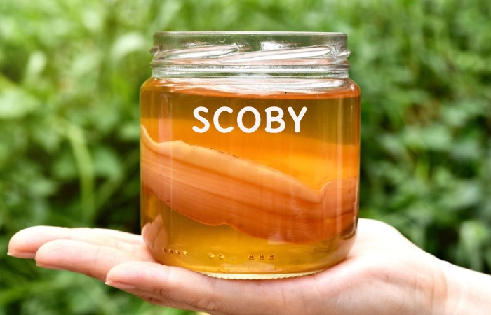 SCOBY